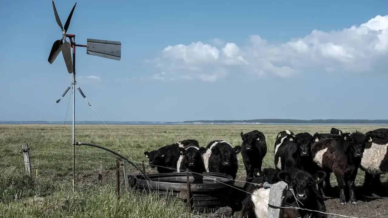 Skallingen Wadden Sea - National Park is a UNESCO World Heritage Site