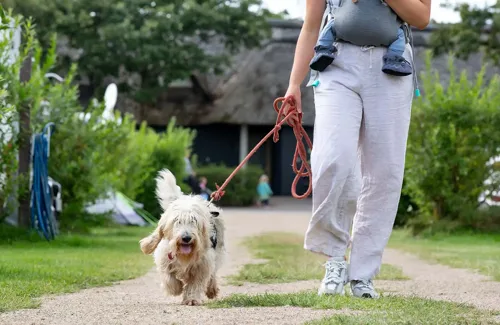 Hvidbjerg Strand Camping Resort Hund Pladsen