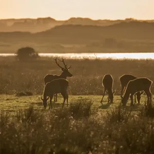 Hvidbjerg Strand Camping Resort Natur Raavildt