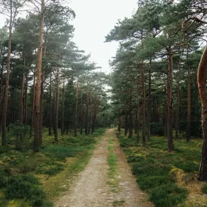 Hvidbjerg Strand Camping Resort Natur Hjulspor